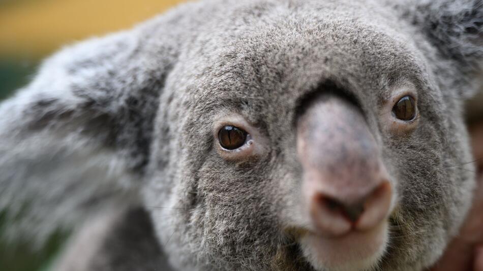 Großes Koala-Nationalparkprojekt in Australien