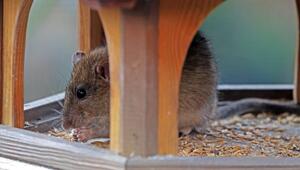 Eine Wanderratte sitzt im Vogelhaus und frisst.