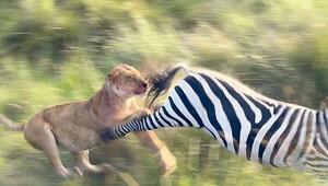 Mit Tritt in die Freiheit: Zebra vereitelt Löwenangriff