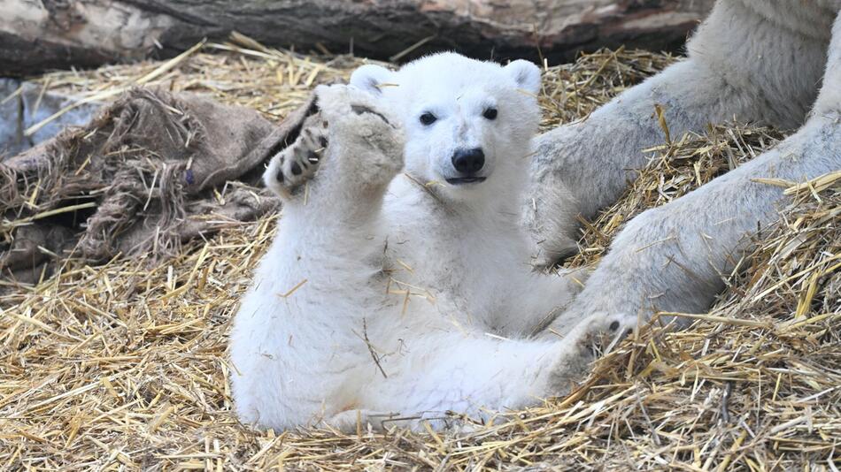 Eisbärnachwuchs im Karlsruher Zoo