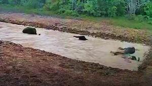 Mega-Badewanne: Elefanten feiern Pool-Party im Wald