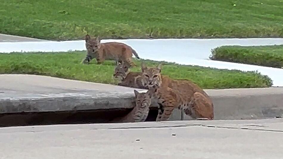 Wildkatzen in Wohngebiet: Luchsfamilie streift durch Straße in Texas