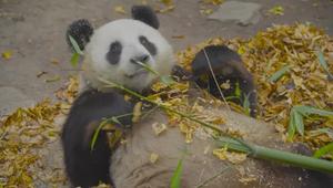 Wiener Pandas tollen im Herbstlaub