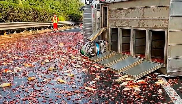 Lkw kippt um – unzählige Goldfische landen auf der Straße