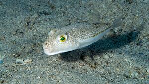 Kugelfisch (Lagocephalus sceleratus)