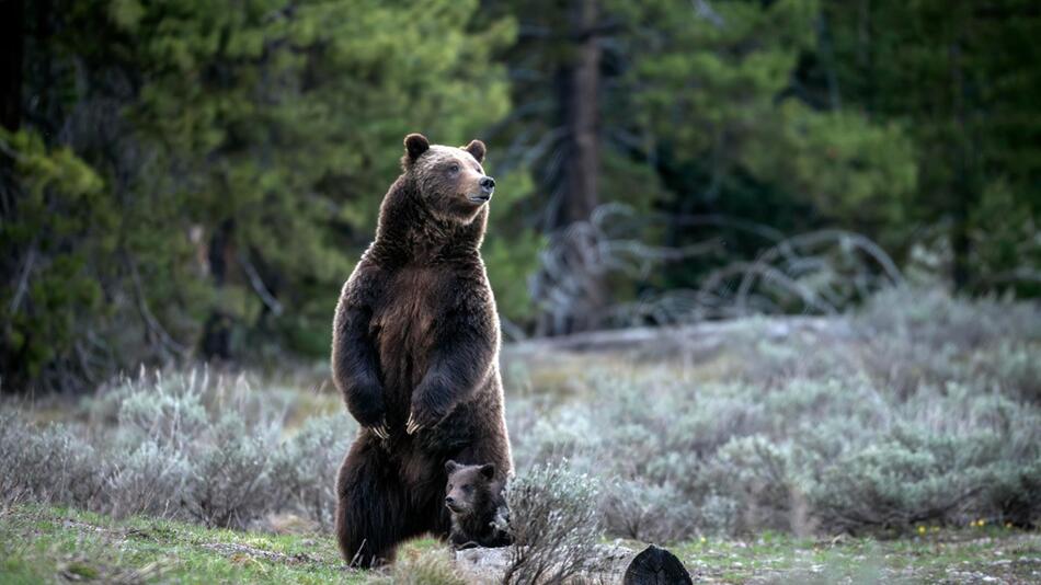 Berühmter Grizzly 399 in den USA getötet