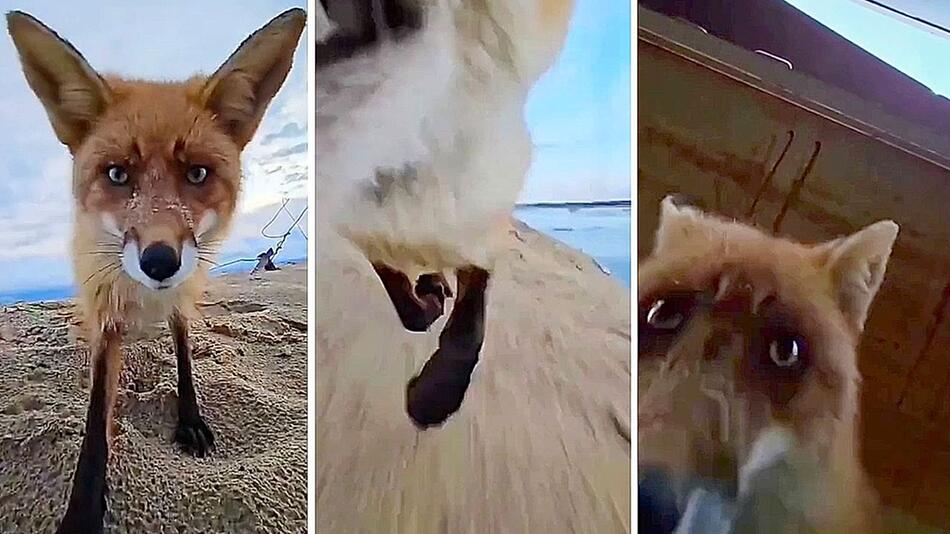 Raubzug am Strand: Frecher Fuchs klaut Handy