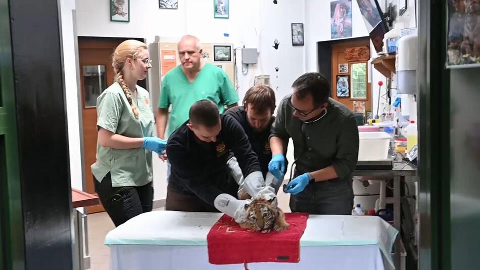 Kleiner Piks, lautes Fauchen: Junge Tiger im Magdeburger Zoo geimpft