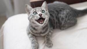 Katze