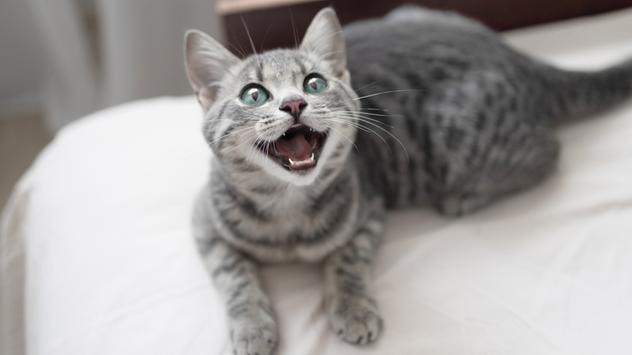 Katze