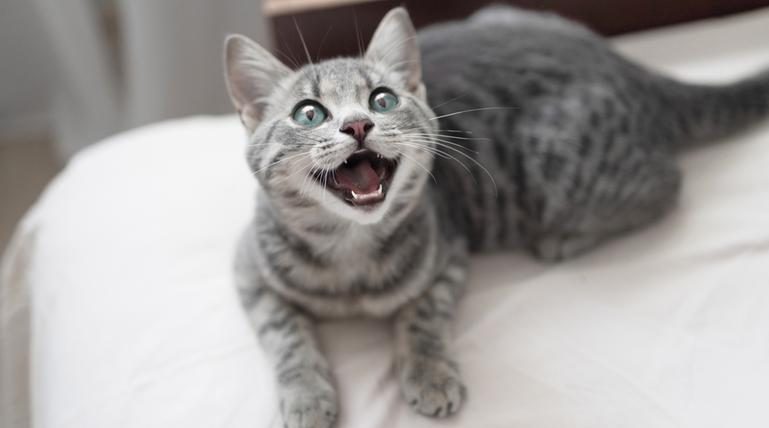 Katze