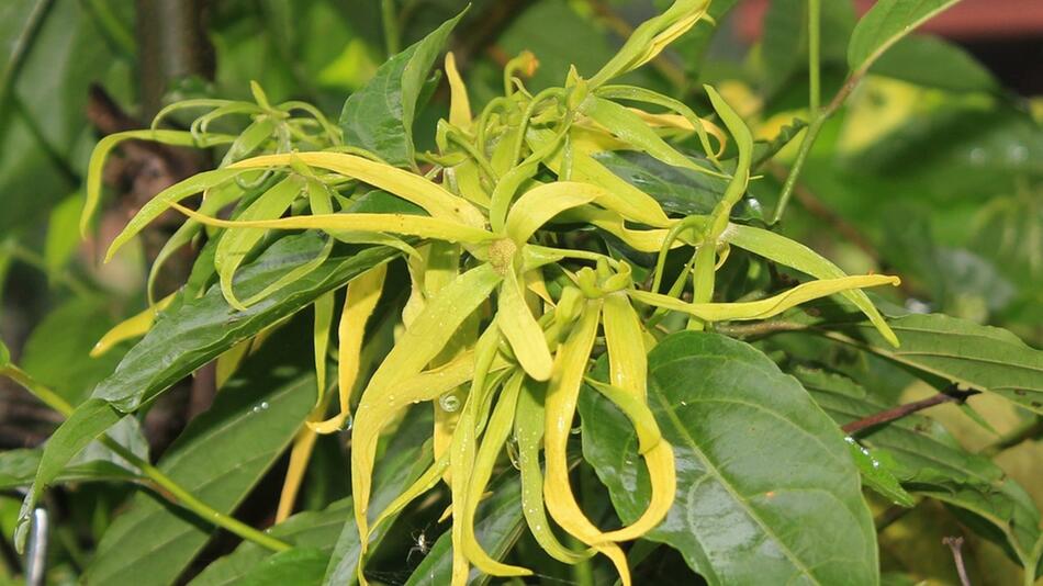 Ylang Ylang