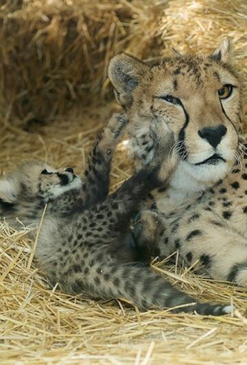 Geparden-Babys im Tiergarten Schönbrunn