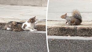 Duell an der Downing Street: Kater Larry mustert ein Eichhörnchen – und entscheidet sich anders