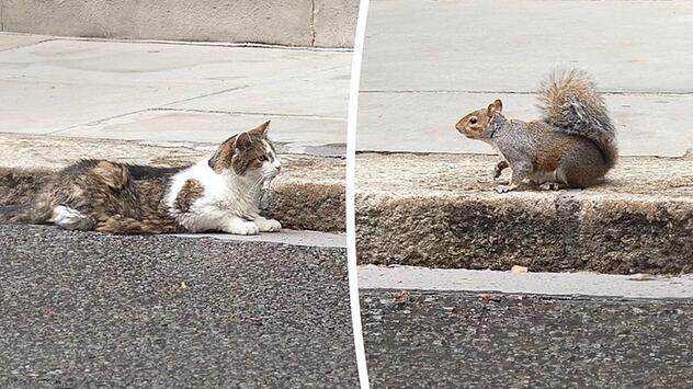 Duell an der Downing Street: Kater Larry mustert ein Eichhörnchen – und entscheidet sich anders