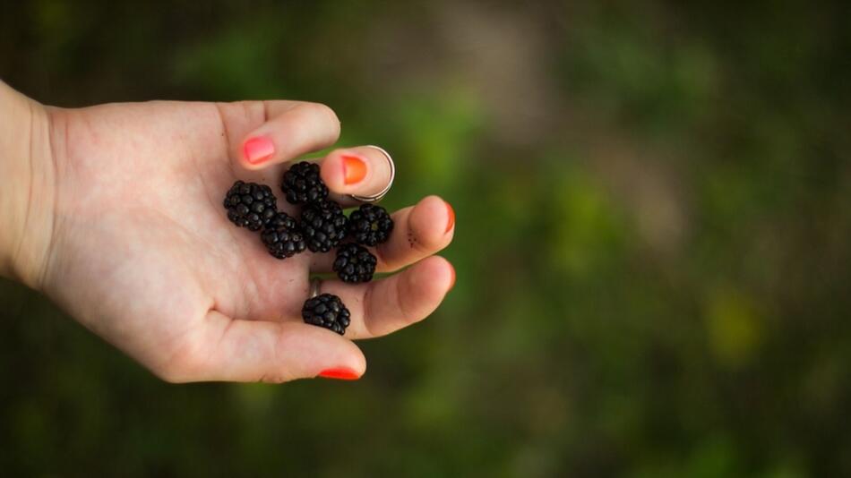 Brombeeren einfrieren