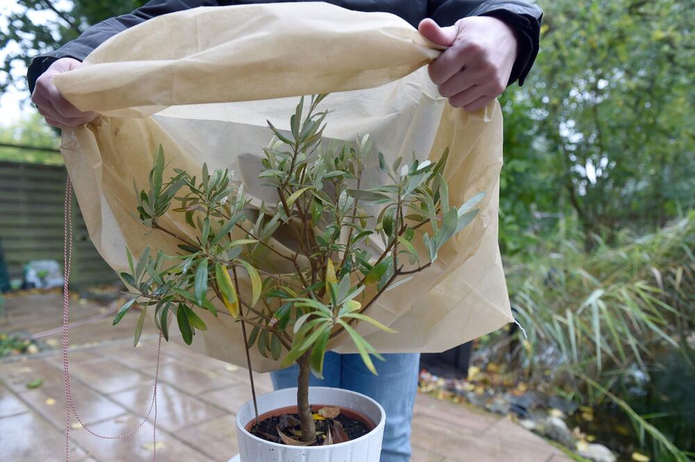 Frostschutz Vlies für einen Olivenbaum im Topf