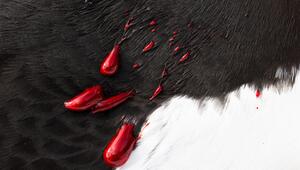 Schwarz-weißes Gefieder eines Tordalks mit Blutstropfen