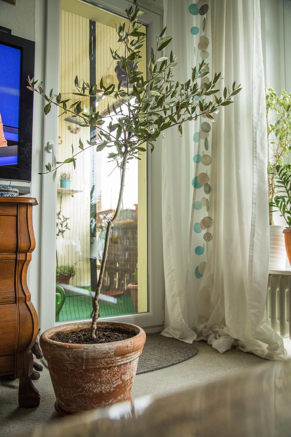 Ein Olivenbaum in einer Wohnung
