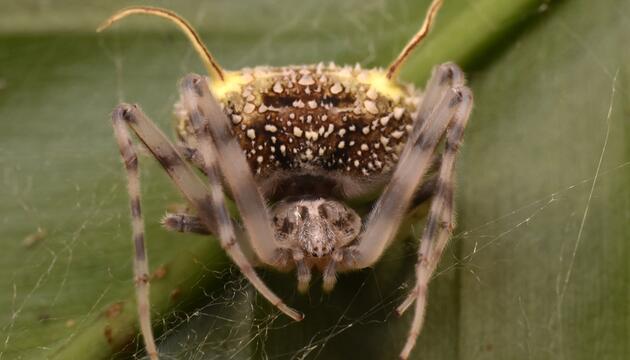 Spinnenart, die im Amazonas entdeckt wurde