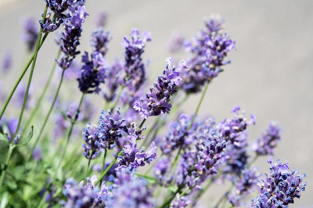 Lavendel