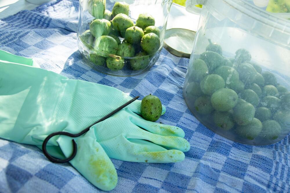 Grüne Walnüsse mit Handschuhen und Rouladennadel einstechen