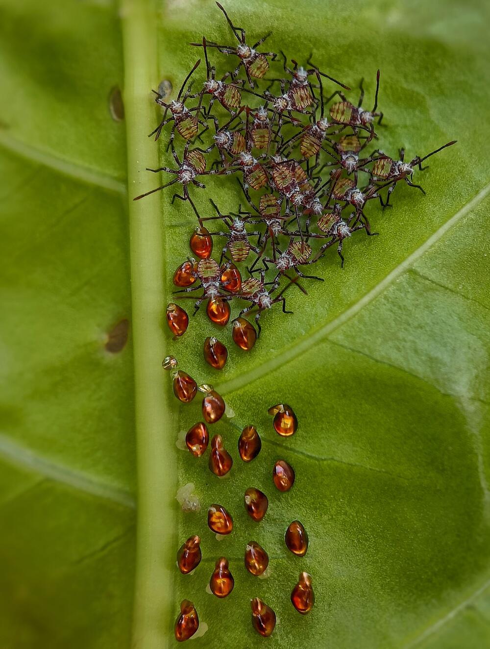 Blattwanzenart Acanthocoris scaber