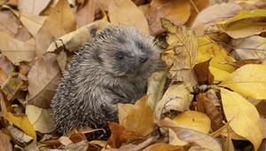 Ein europäischer Igel in einem Garten, der auf einem Haufen herbstfarbener Blätter ruht.
