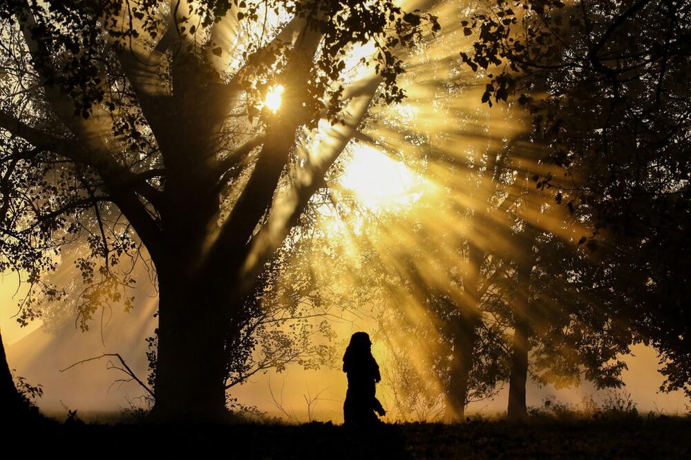 Frau geht im Gegenlicht der Sonne im Nebel an Bäumen vorbei