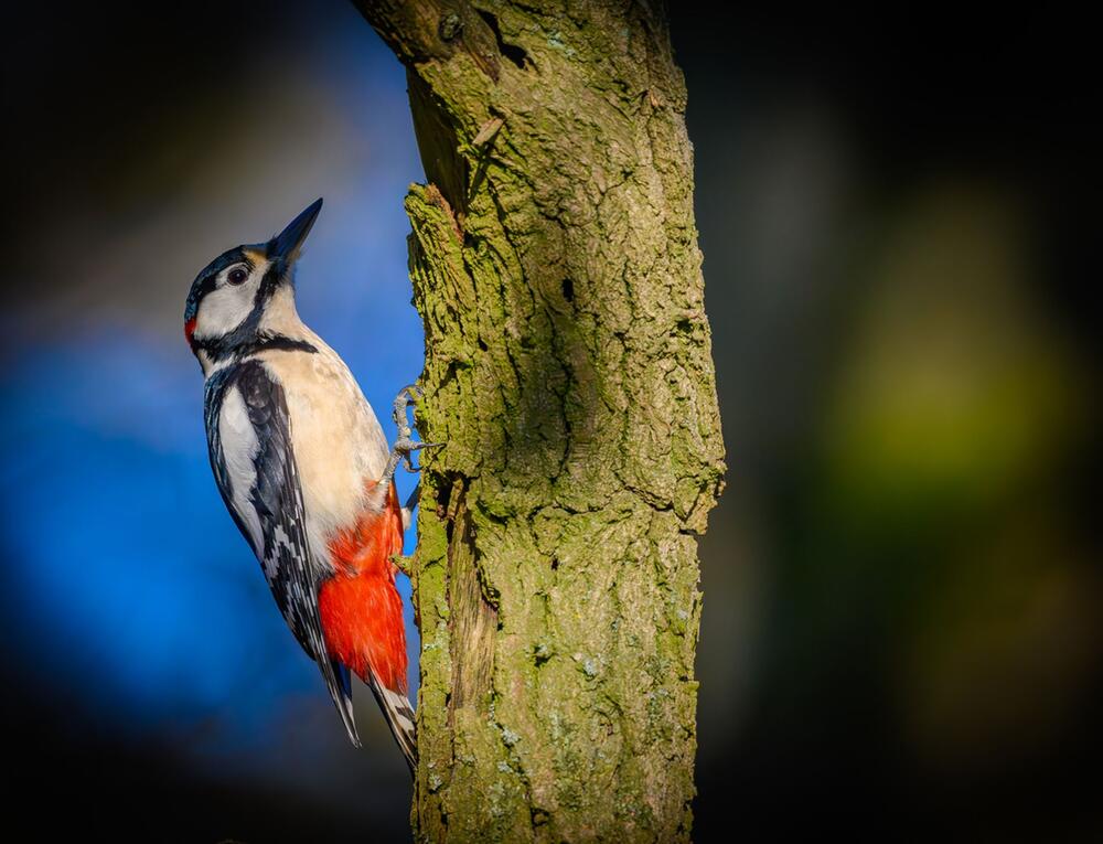 Buntspecht (Dendrocopos major) im Wald