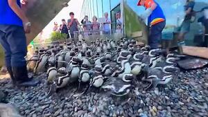 Dutzende Pinguine stürmen in japanischem Aquarium ins Becken