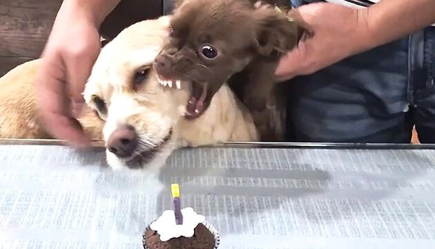 Finger weg: Kleiner Hündin verteidigt ihren Geburtstagskuchen