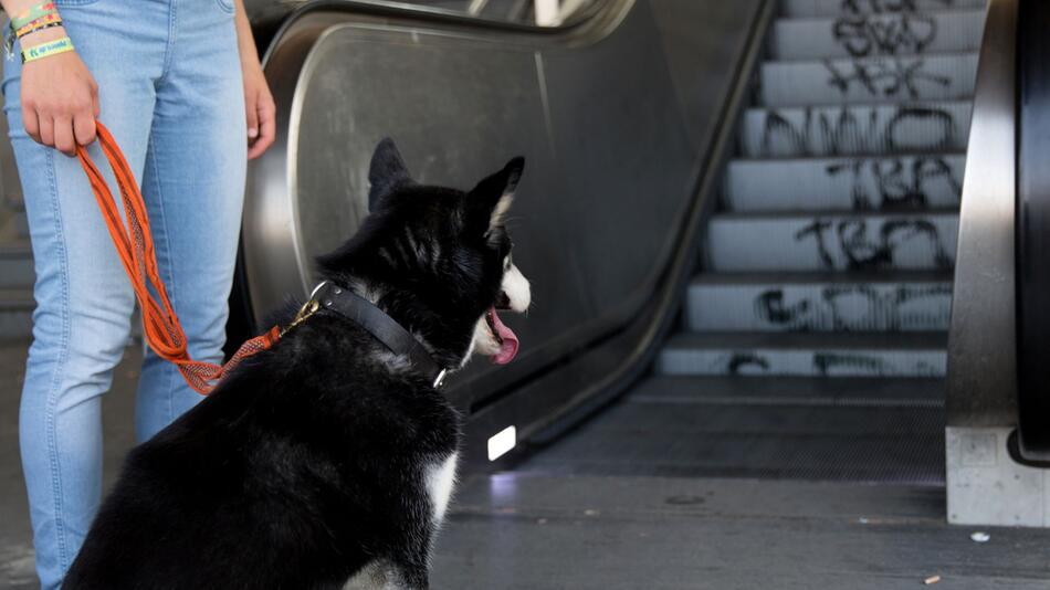 Hund wartet vor einer Rolltreppe