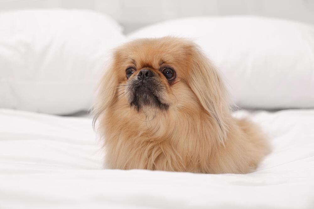 Pekinese