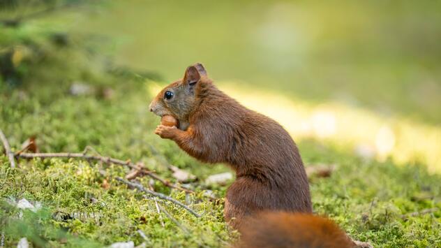 Ein Eichhörnchen hat eine Haselnuss im Maul und hält sie mit den Vorderbeinen.