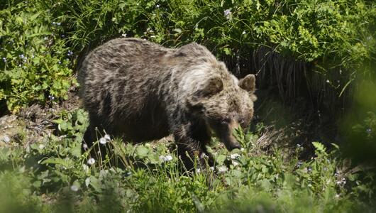 Braunbär in der Slowakei