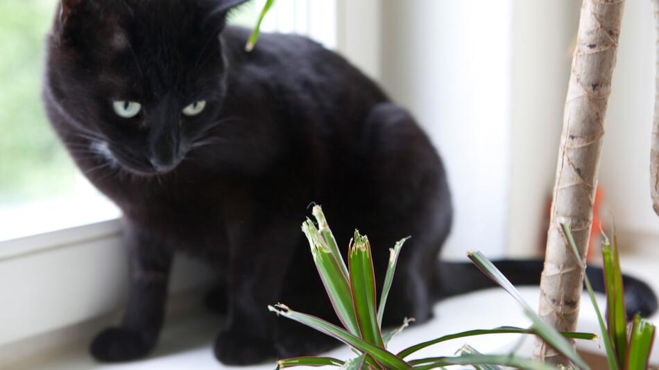 Katze sitzt vor Zimmerpalme