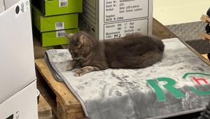 Tierische Freude: Katze Lotti macht einen Baumarkt zum Zuhause
