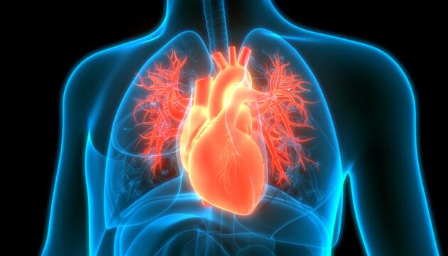 Illustrierte Darstellung des Herzens im menschlichen Körper