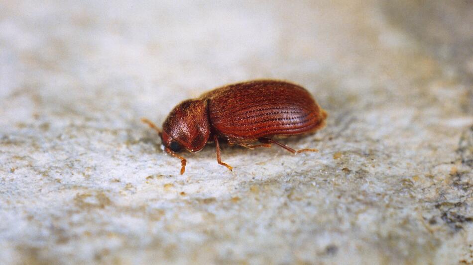 Brotkäfer (Stegobium paniceum)