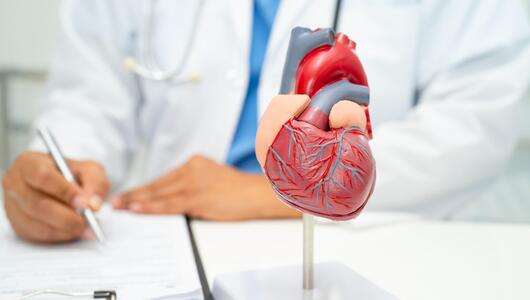 Anatomiemodell eines menschlichen Herzens