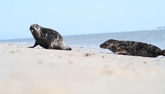 Aufgepäppelte Kegelrobben: Jasper und Tomi zurück in der Nordsee