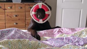 Hund mit Rettungsring