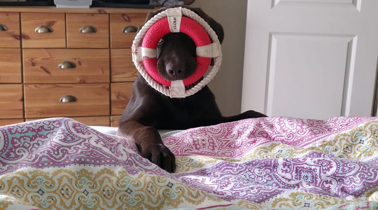 Hund mit Rettungsring