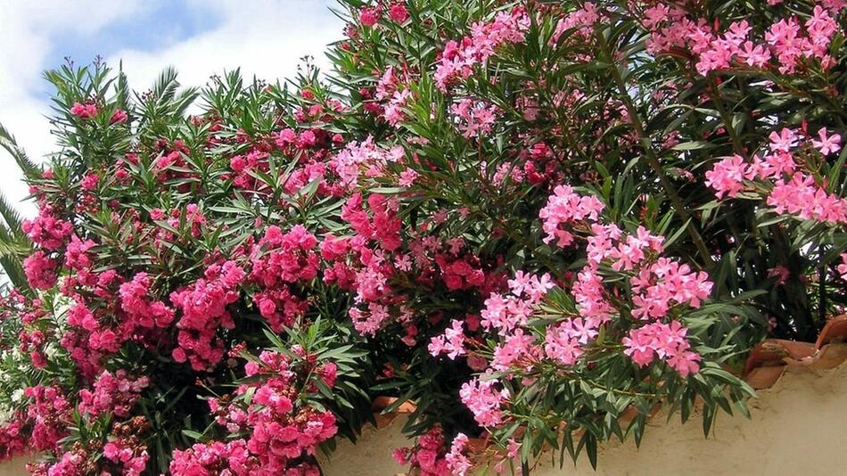 Oleander