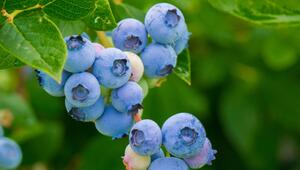 Blaubeeren kannst du je nach Sorte von Juni bis zum Herbst ernten.
