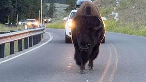 Bison bringt den Verkehr im Yellowstone-Park zum Erliegen