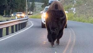 Boss der Straße: Bison bringt den Verkehr im Yellowstone-Park zum Erliegen