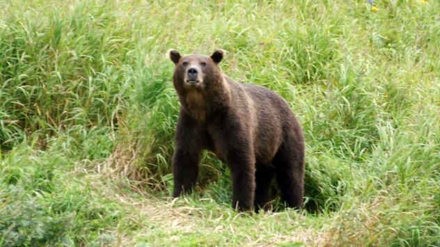 Kamtschatka-Braunbär