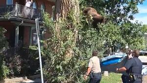 Polizei muss anrücken: Bär sitzt in Wohngebiet auf Baum fest